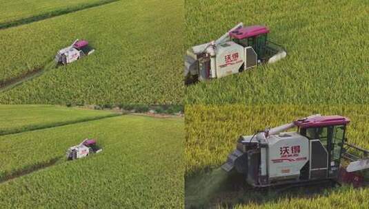 水稻收割 航拍丰收水稻 现代农业 乡村振兴高清在线视频素材下载