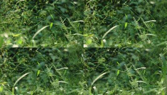 随风摇曳的野草高清在线视频素材下载