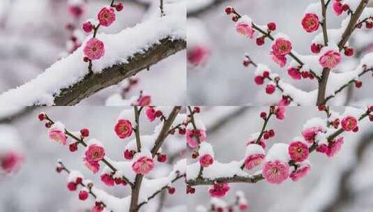 雪中红梅绽放特写傲雪寒梅枝头雪景高清在线视频素材下载
