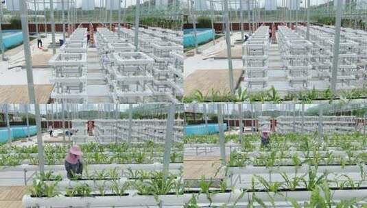 温室大棚内的水培蔬菜种植高清在线视频素材下载
