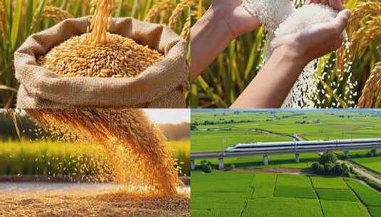 水稻稻谷大米米饭农业粮食丰收稻田乡村振兴高清在线视频素材下载