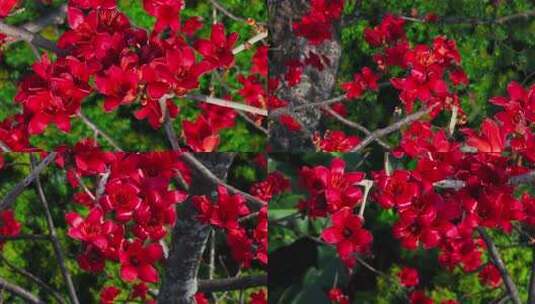 盛开的红色木棉花特写高清在线视频素材下载