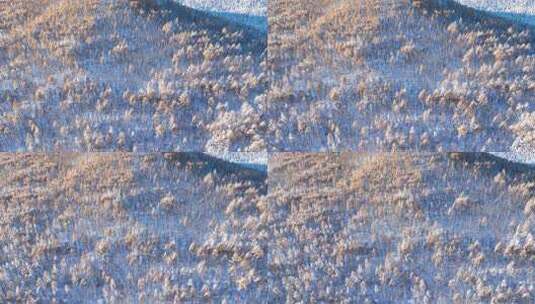 秋日雪后山林秋雪雾凇银装素裹高清在线视频素材下载