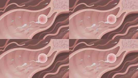 精子与卵细胞结合过程高清在线视频素材下载