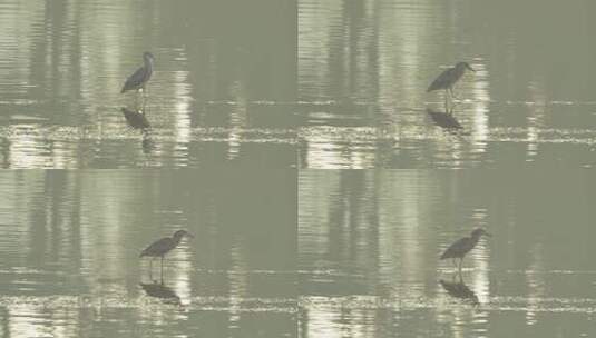 水鸟于水面上独立的场景高清在线视频素材下载