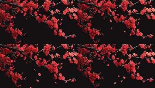 红色梅花花瓣飘落特写高清在线视频素材下载