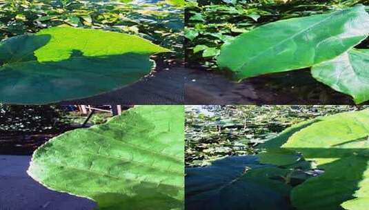阳光下的绿色植物叶片特写高清在线视频素材下载