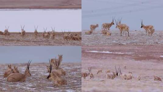 高原野生动物藏羚羊群高清在线视频素材下载