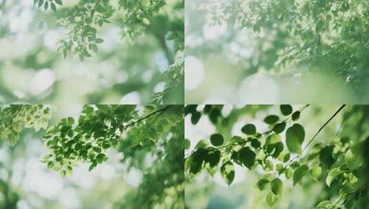 阳光下的绿色树叶特写高清在线视频素材下载