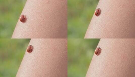 昆虫节肢动物惊蛰森林微距特写升格高清在线视频素材下载