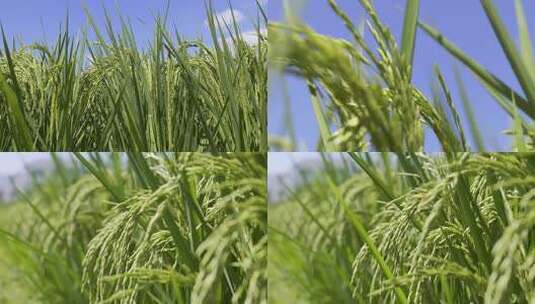 稻田中成熟的水稻高清在线视频素材下载