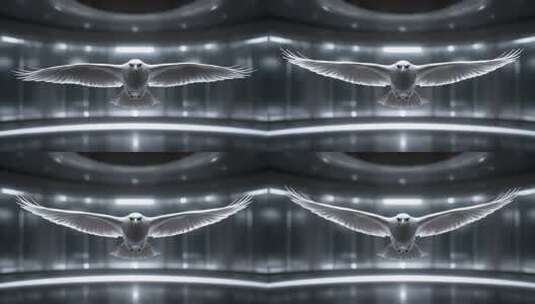 翱翔的和平鸽象征希望与未来高清在线视频素材下载