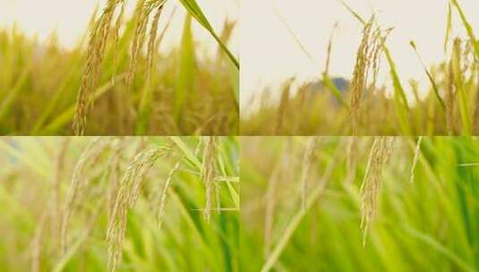 稻田稻穗特写素材高清在线视频素材下载