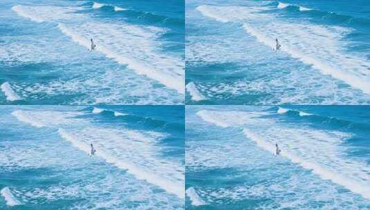 海面上飞翔的海鸥高清在线视频素材下载