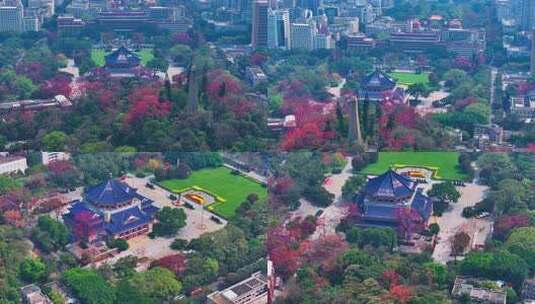 越秀公园鸟瞰中山纪念堂木棉花盛开景观高清在线视频素材下载