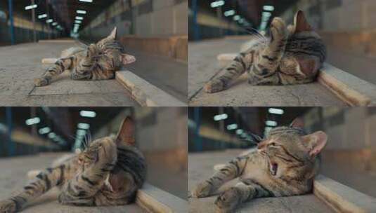 躺卧地面猫咪用爪子洗脸高清在线视频素材下载