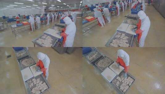 海参加工生产线工人在流水线上处理海鲜制品高清在线视频素材下载