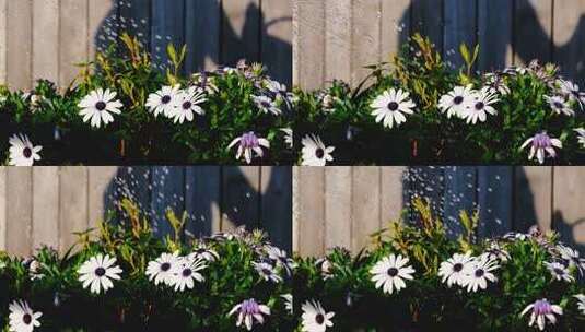 阳光下喷水的盆栽花朵高清在线视频素材下载