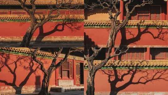 故宫红墙旁的老树光影高清在线视频素材下载