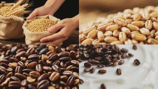 双手捧麻袋中麦粒和麦穗高清在线视频素材下载