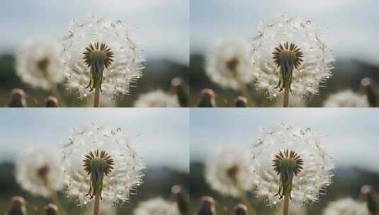蒲公英露珠微距特写清新自然背景视频高清在线视频素材下载