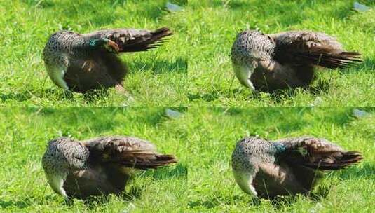 草地上孔雀整理羽毛素材高清在线视频素材下载