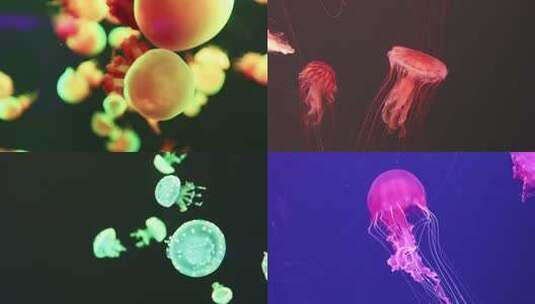 哈尔滨极地公园水母的优雅舞动画面高清在线视频素材下载