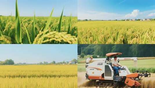 水稻稻谷大米米饭农业粮食丰收稻田谷子高清在线视频素材下载