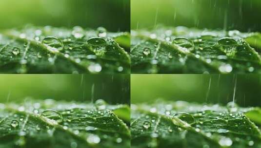 白露绿叶雨露清新自然微距视频高清在线视频素材下载