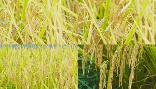 水稻丰收特写高清在线视频素材下载