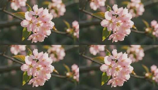立春时节海棠花开唯美治愈风光视频高清在线视频素材下载