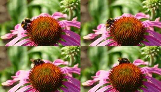 蜜蜂采蜜特写高清在线视频素材下载