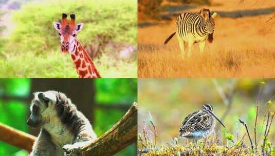 草原野生动物非洲草原高清在线视频素材下载