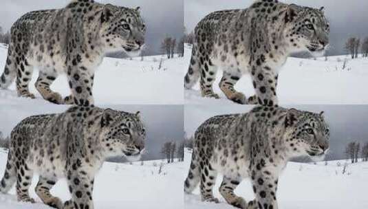 雪豹在雪地中行走高清在线视频素材下载