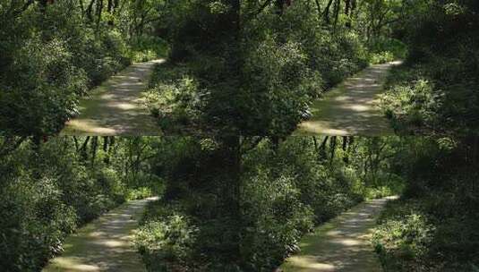 阳光透过树冠洒在长满青苔的林间小路上高清在线视频素材下载