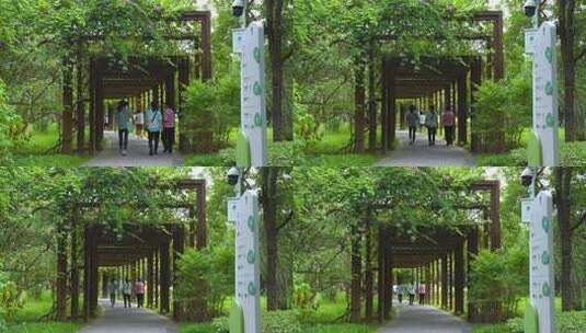 深圳福田红树林生态公园绿荫长廊散步人群高清在线视频素材下载