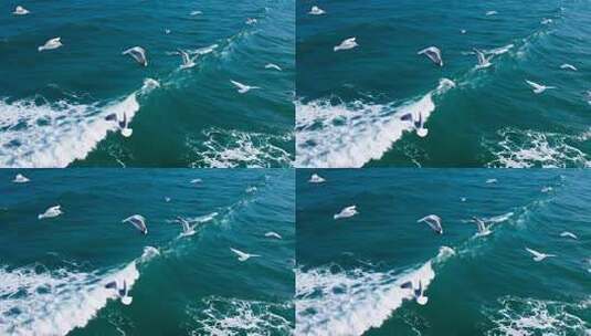 海面上飞翔的海鸥高清在线视频素材下载