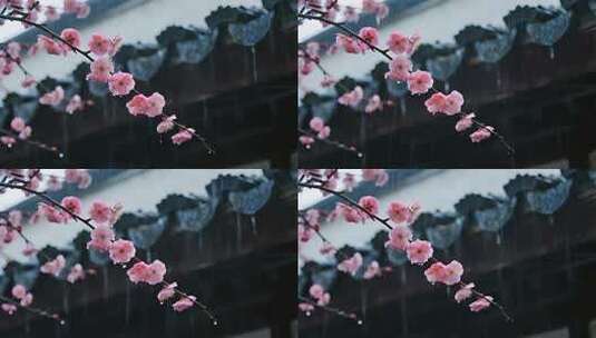 唯美古风雨中红梅绽放意境视频高清在线视频素材下载