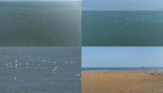 海鸥飞翔高清在线视频素材下载