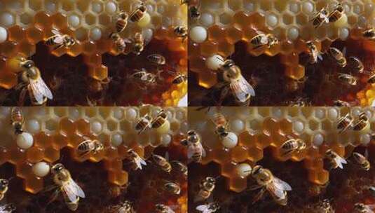 蜂巢上忙碌的蜜蜂特写高清在线视频素材下载