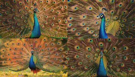 开屏的孔雀特写素材高清在线视频素材下载