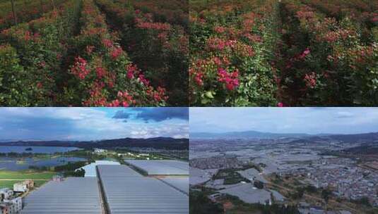 花卉种植基地 连栋温室大棚 设施农业高清在线视频素材下载