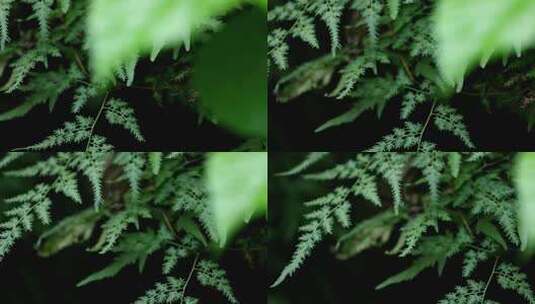 森林里的蕨类植物高清在线视频素材下载