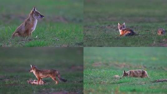 草原上行走奔跑玩耍的狐狸高清在线视频素材下载