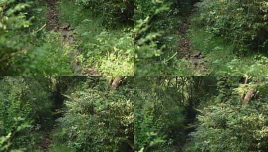 森林里雨水冲刷出来的石子路直移高清在线视频素材下载