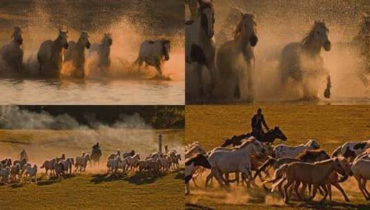 万马奔腾 骏马奔跑 奔跑 团队拼博 积极励志高清在线视频素材下载