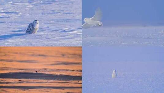 雪地中的雪鸮特写高清在线视频素材下载