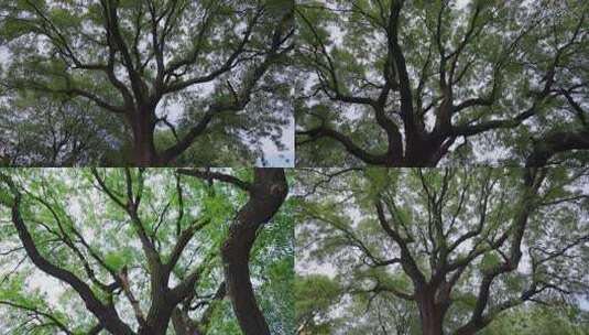 大树古树高清在线视频素材下载