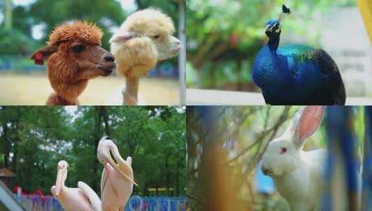 羊驼 孔雀 鹦鹉 鹈鹕 兔子 动物高清在线视频素材下载