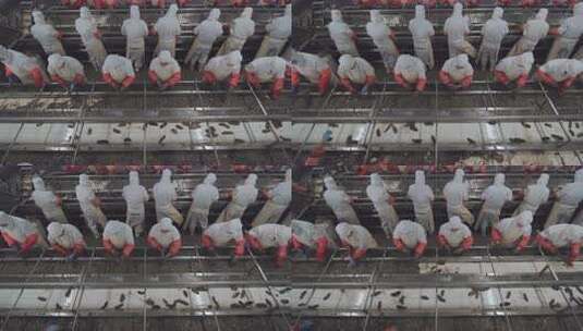 海参加工生产线工人在流水线上处理海鲜高清在线视频素材下载